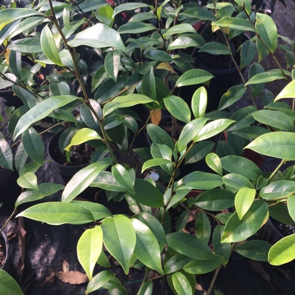 Everblooming Banana Shrub