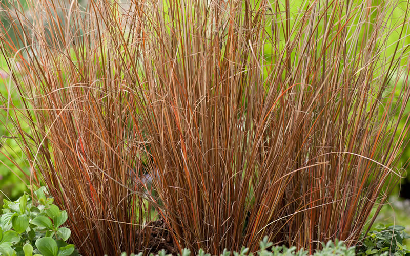 Red Rooster Carex