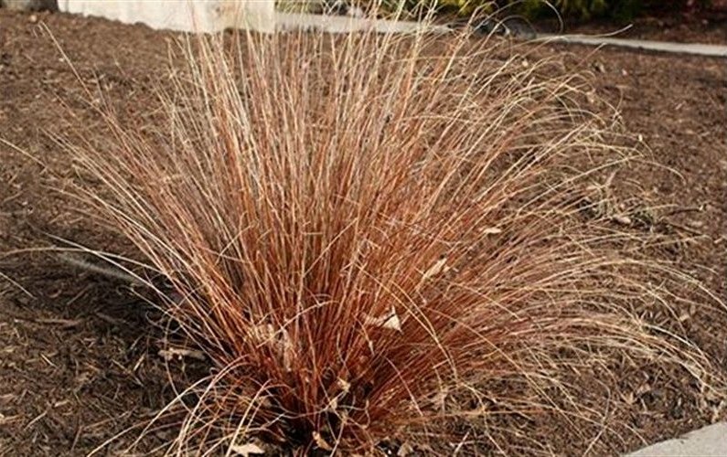 Red Rooster Carex