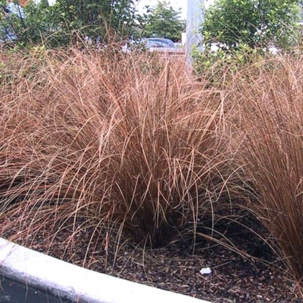 Red Rooster Carex