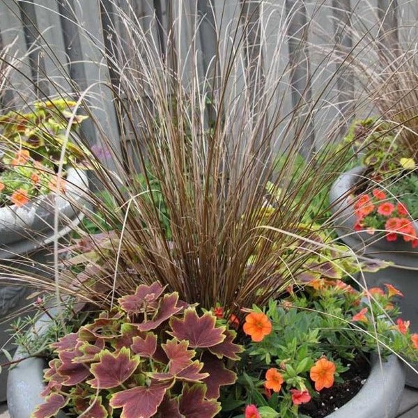Red Rooster Carex