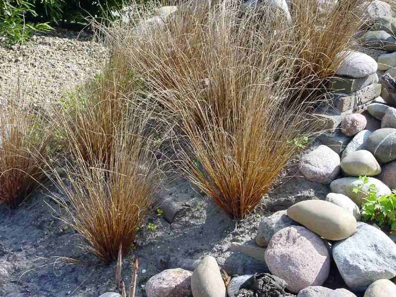 Red Rooster Carex