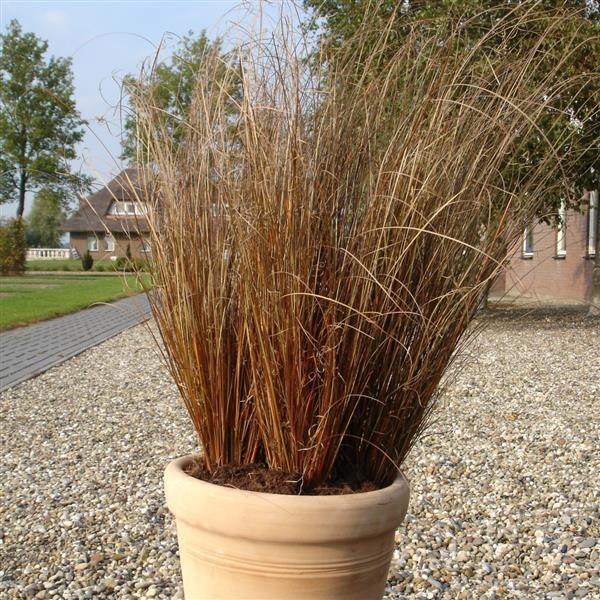 Red Rooster Carex