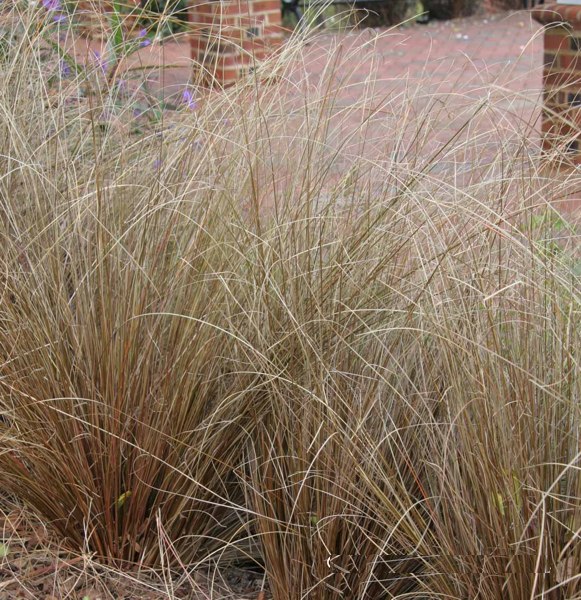Red Rooster Carex