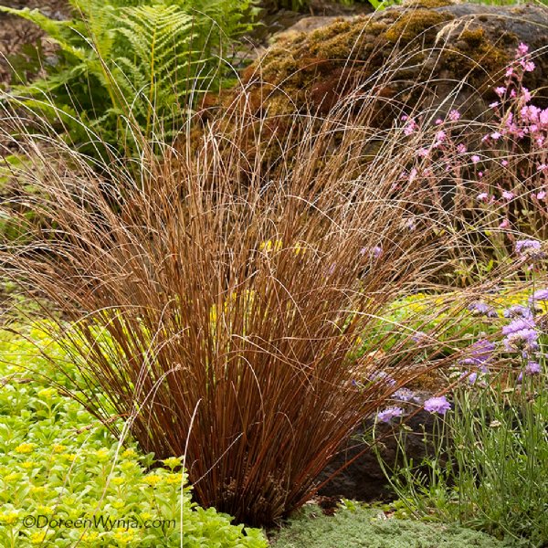 Red Rooster Carex
