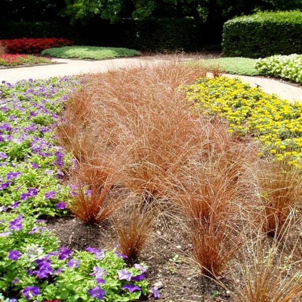 Red Rooster Carex