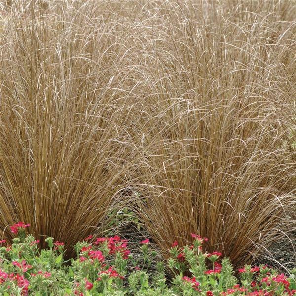 Red Rooster Carex