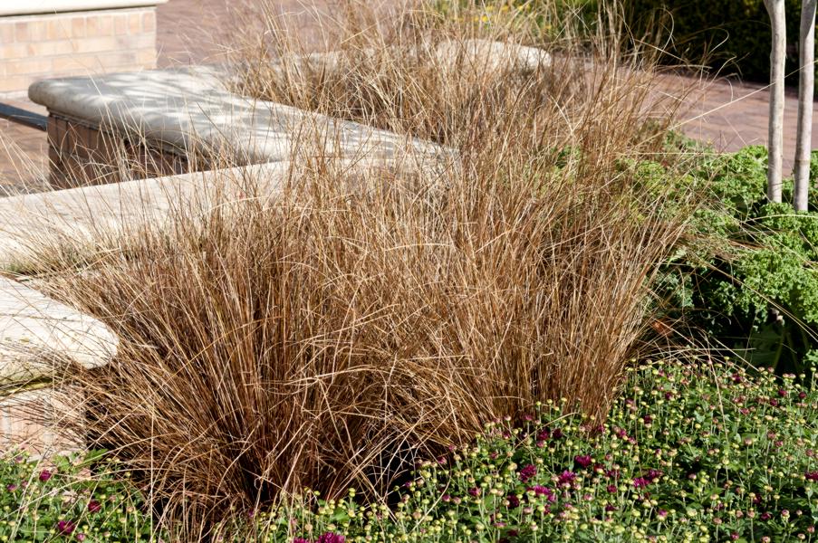 Red Rooster Carex