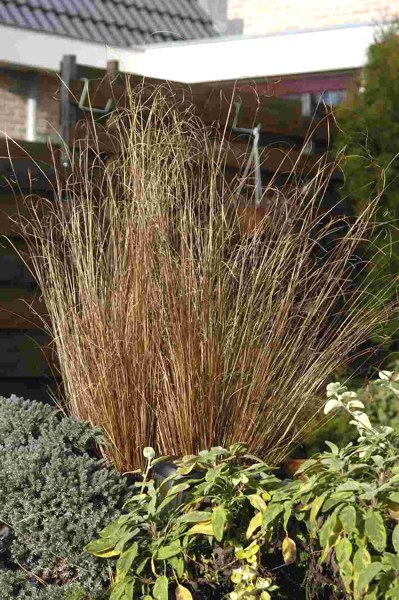 Red Rooster Carex