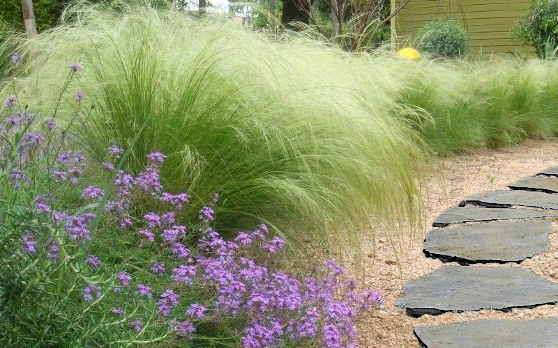 Pony Tails Mexican Feather Grass