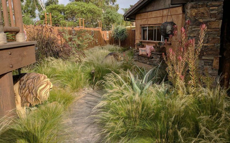 Pony Tails Mexican Feather Grass