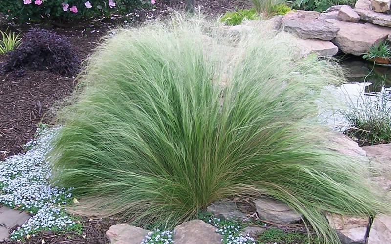 Pony Tails Mexican Feather Grass