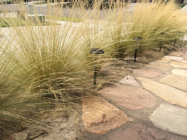 Pony Tails Mexican Feather Grass