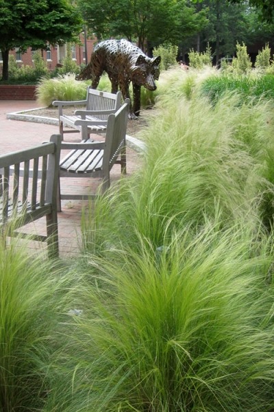 Pony Tails Mexican Feather Grass