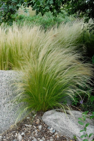 Pony Tails Mexican Feather Grass