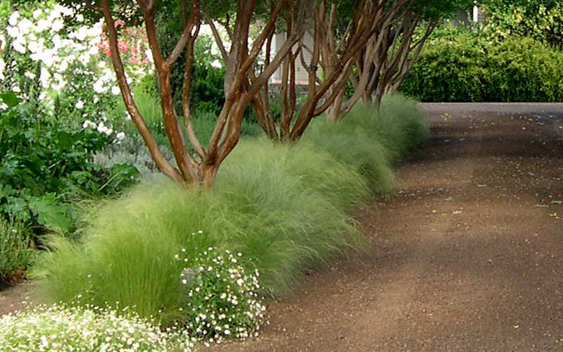 Pony Tails Mexican Feather Grass