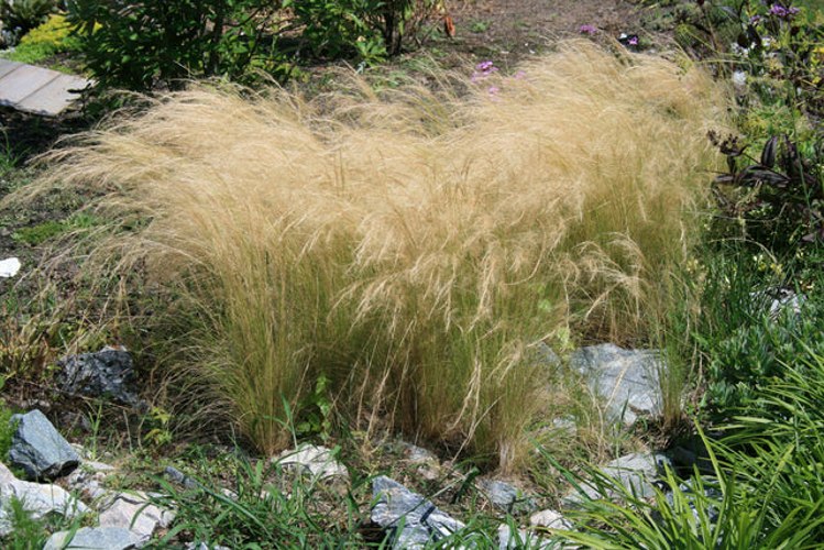 Pony Tails Mexican Feather Grass