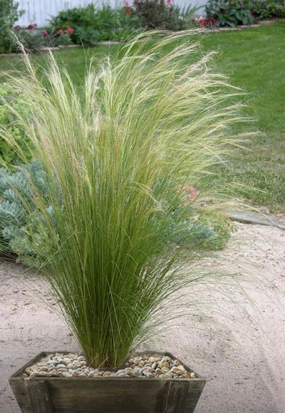 Pony Tails Mexican Feather Grass