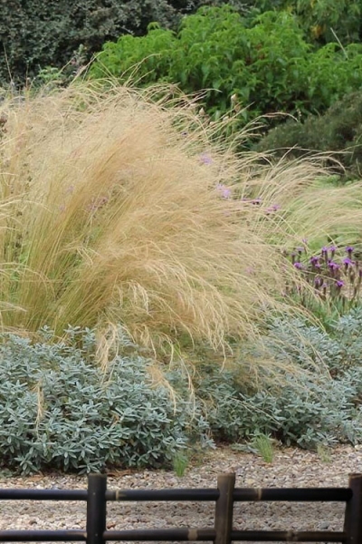 Pony Tails Mexican Feather Grass