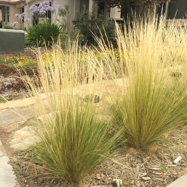 Pony Tails Mexican Feather Grass