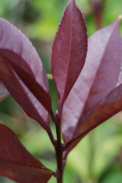 Apricot Echo Tea Olive