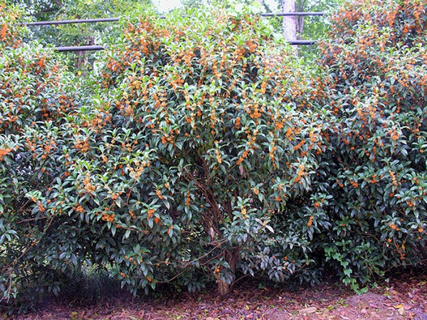 Apricot Echo Tea Olive