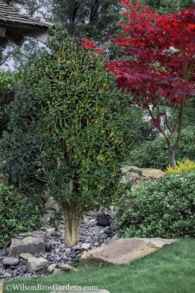 Apricot Echo Tea Olive