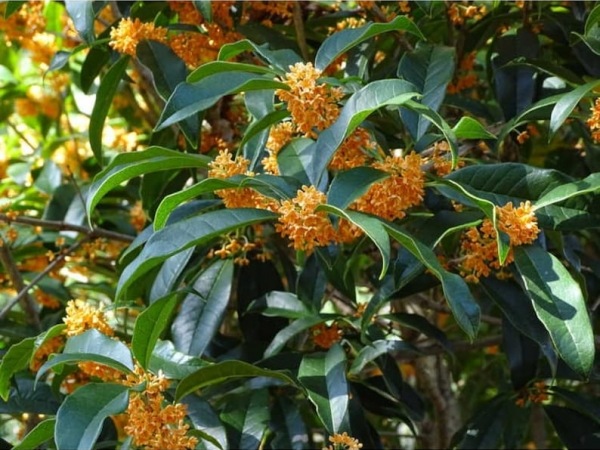 Apricot Echo Tea Olive
