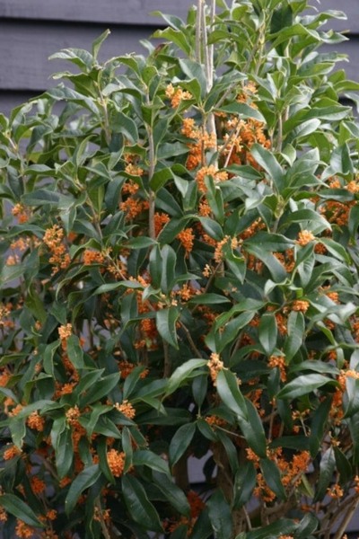 Apricot Echo Tea Olive