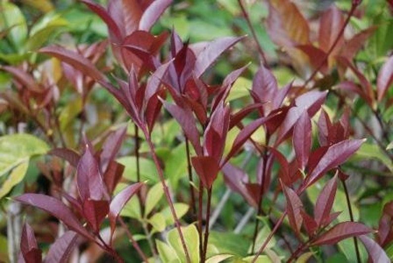 Apricot Echo Tea Olive