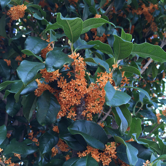 Apricot Echo Tea Olive