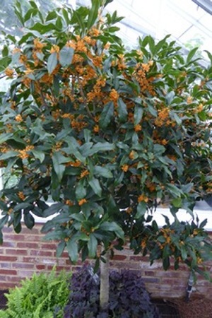 Apricot Echo Tea Olive