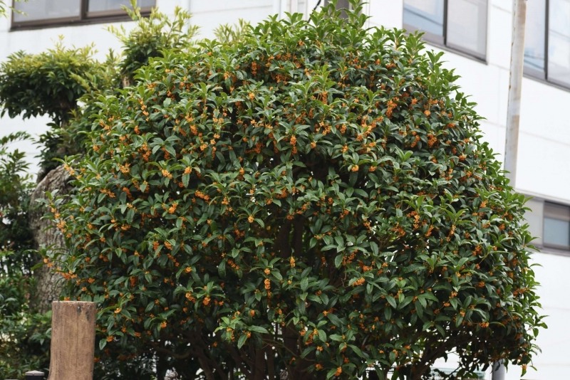 Apricot Echo Tea Olive