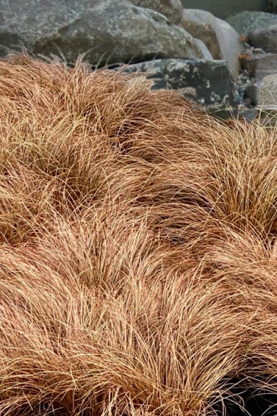 Toffee Twist Carex flagellifera