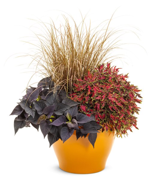 Toffee Twist Carex flagellifera
