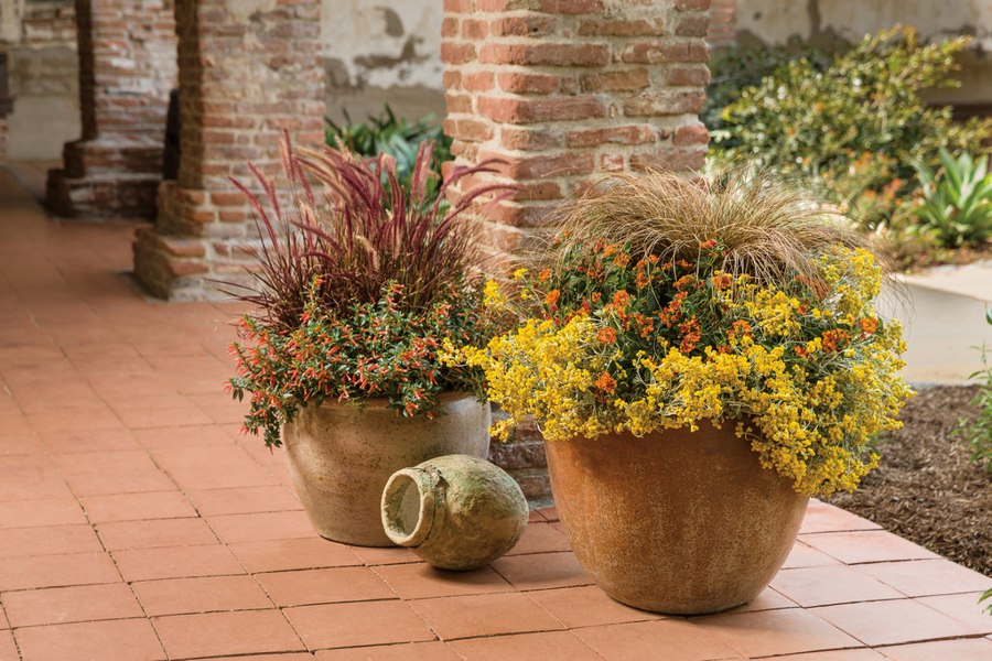 Toffee Twist Carex flagellifera