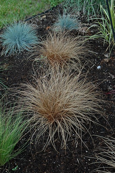 Toffee Twist Carex flagellifera
