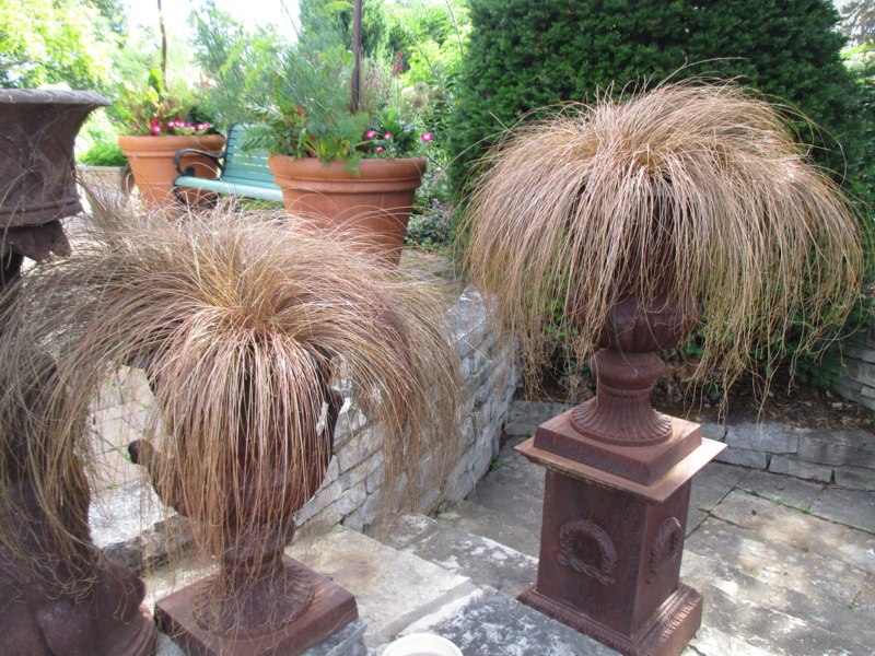Toffee Twist Carex flagellifera