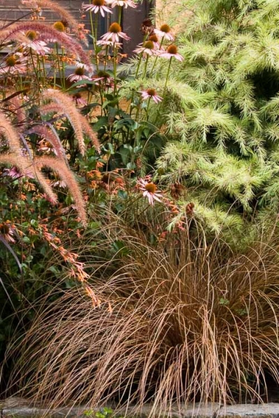 Toffee Twist Carex flagellifera