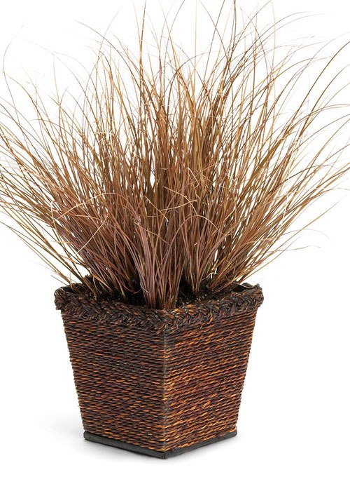 Toffee Twist Carex flagellifera