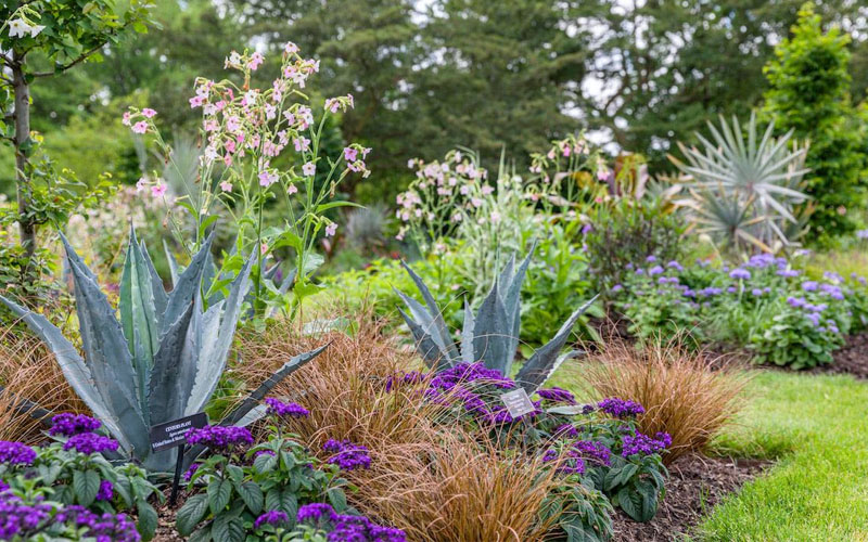 Toffee Twist Carex flagellifera