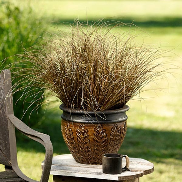 Toffee Twist Carex flagellifera