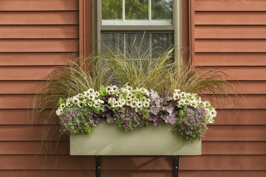 Toffee Twist Carex flagellifera
