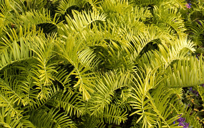 Golden Dragon Plum Yew