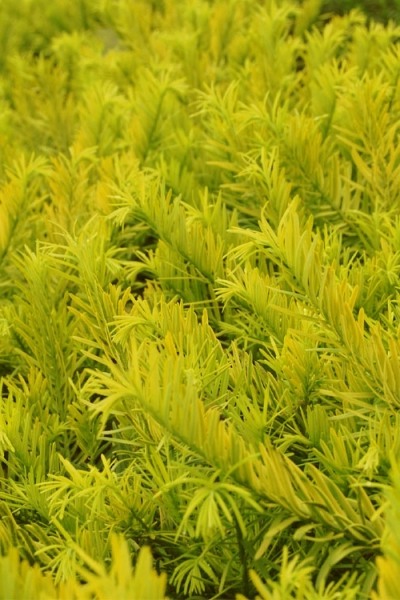 Golden Dragon Plum Yew