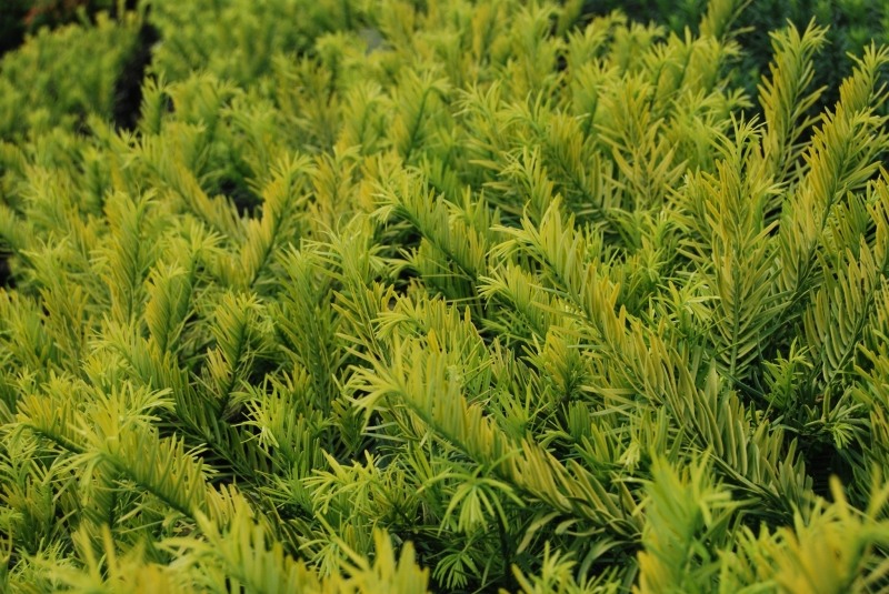 Golden Dragon Plum Yew