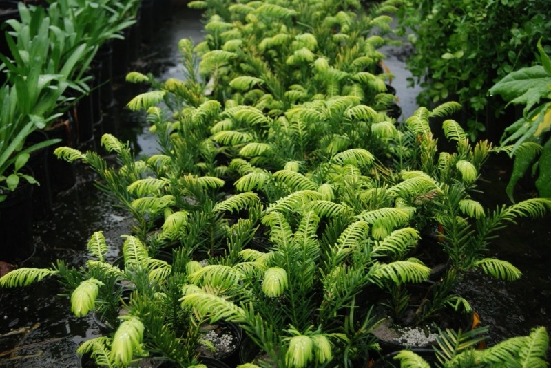 Golden Dragon Plum Yew