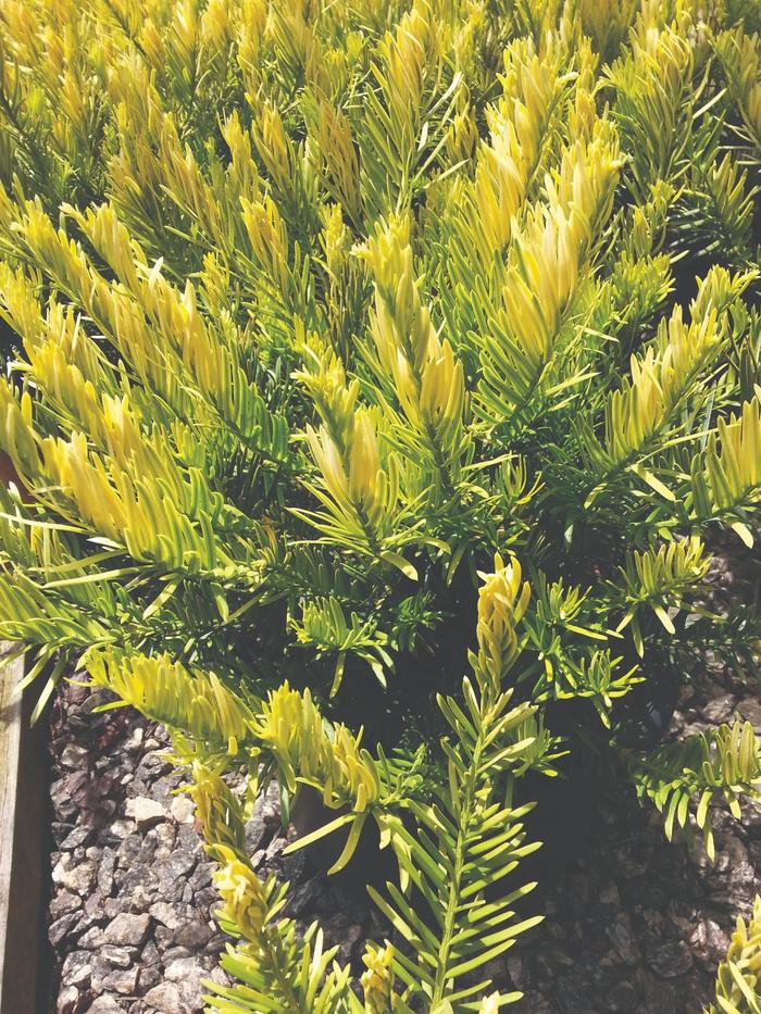 Golden Dragon Plum Yew