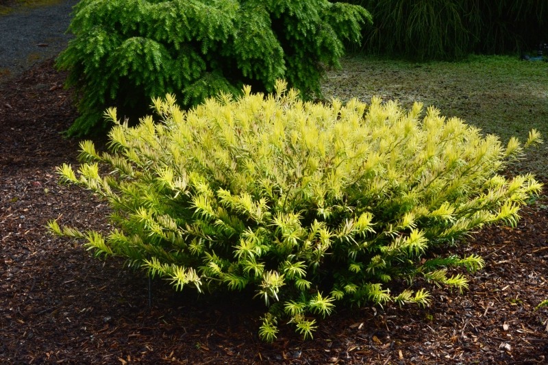 Golden Dragon Plum Yew