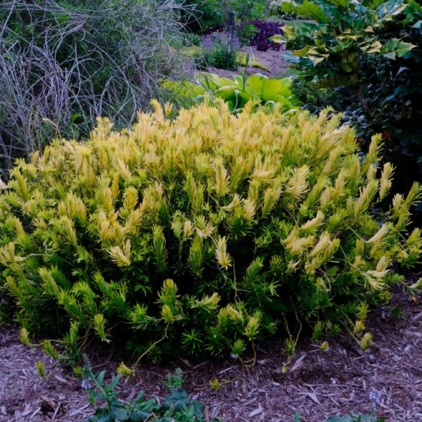 Golden Dragon Plum Yew